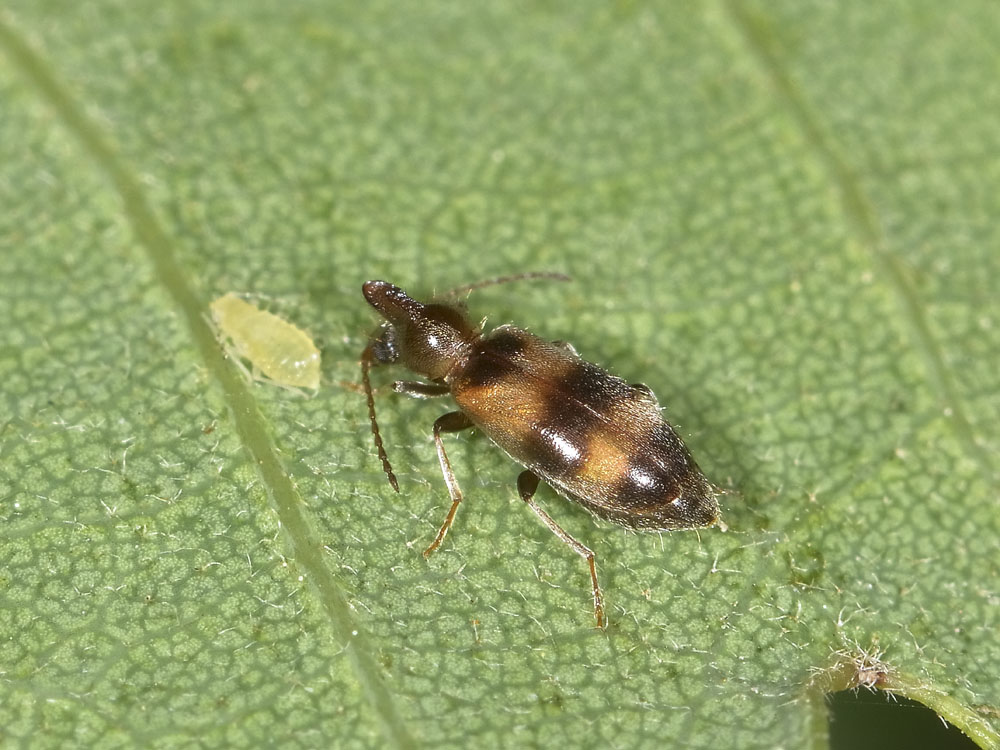 Notoxus trifasciatus in 